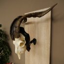 Ram, Skudde, twisted horns, height 66 cm, skull trophy on a trophy board, skull trophy
