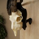 Ram, Skudde, twisted horns, height 66 cm, skull trophy on a trophy board, skull trophy