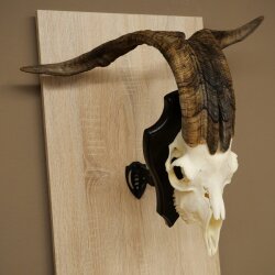 Ram, Skudde, twisted horns, height 66 cm, skull trophy on a trophy board, skull trophy