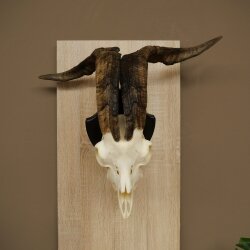 Ram, Skudde, twisted horns, height 66 cm, skull trophy on a trophy board, skull trophy