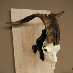 Ram, Skudde, twisted horns, height 66 cm, skull trophy on a trophy board, skull trophy