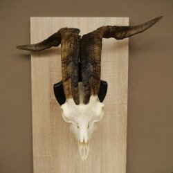 Ram, Skudde, twisted horns, height 66 cm, skull trophy on a trophy board, skull trophy
