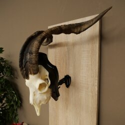 Ram, Skudde, twisted horns, height 66 cm, skull trophy on a trophy board, skull trophy