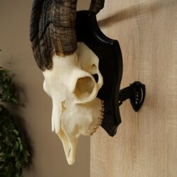 Ram, Skudde, twisted horns, height 66 cm, skull trophy on a trophy board, skull trophy