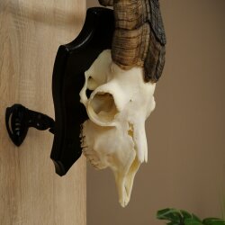 Ram, Skudde, twisted horns, height 66 cm, skull trophy on a trophy board, skull trophy
