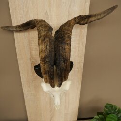 Ram, Skudde, twisted horns, height 66 cm, skull trophy on a trophy board, skull trophy