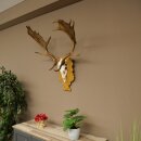 Daim bois hauteur 76 cm Daim bois de cerf bouclier sculpté 72.545