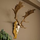 Daim bois hauteur 76 cm Daim bois de cerf bouclier...