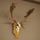 Daim bois hauteur 76 cm Daim bois de cerf bouclier sculpté 72.545