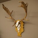 Daim bois hauteur 76 cm Daim bois de cerf bouclier sculpté 72.545