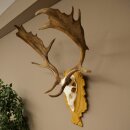 Daim bois hauteur 76 cm Daim bois de cerf bouclier sculpté 72.545
