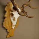 Daim bois hauteur 76 cm Daim bois de cerf bouclier sculpté 72.545