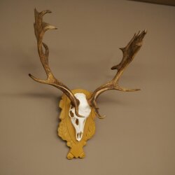 Daim bois hauteur 76 cm Daim bois de cerf bouclier sculpté 72.545