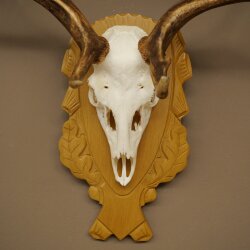 Daim bois hauteur 76 cm Daim bois de cerf bouclier sculpté 72.545