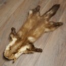 Marten Fur, Stone Marten Fur, Animal Rug, Length 84 cm, 10/16/87