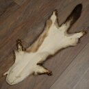 Marten Fur, Stone Marten Fur, Animal Rug, Length 84 cm, 10/16/87