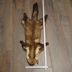 Marten Fur, Stone Marten Fur, Animal Rug, Length 84 cm, 10/16/87