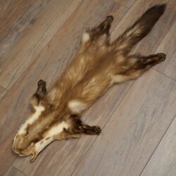 Marten Fur, Stone Marten Fur, Animal Rug, Length 84 cm, 10/16/87