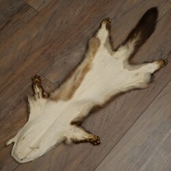 Marten Fur, Stone Marten Fur, Animal Rug, Length 84 cm, 10/16/87