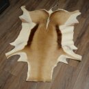 Springbock Fell Spingbockfell Afrika Vorleger Tierfell Länge 132 cm