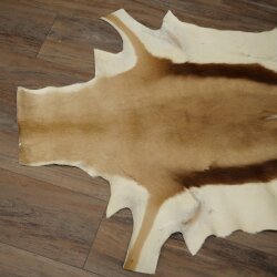 Springbock Fell Spingbockfell Afrika Vorleger Tierfell Länge 132 cm