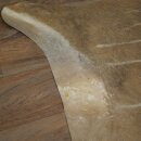 Warthog Fur Rug, 149 cm Long, African Warthog Rug