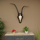 Oryx (Oryx gazella) Hoornlengte 88 cm Losse hoorns...