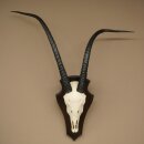 Oryx (Oryx gazella) Hornlänge 88 cm Hörner lose Antilope Spießbock Afrika Schädeltrophäe 88.3.112