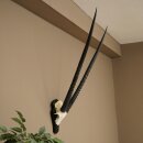 Oryx (Oryx gazella) Horn length 89 cm Antelope Oryx Africa Skull trophy Trophy plaque 88.3.114