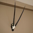 Oryx (Oryx gazella) Horn length 89 cm Antelope Oryx Africa Skull trophy Trophy plaque 88.3.114
