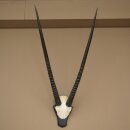 Oryx (Oryx gazella) Horn length 89 cm Antelope Oryx Africa Skull trophy Trophy plaque 88.3.114