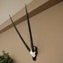Oryx (Oryx gazella) Horn length 89 cm Antelope Oryx Africa Skull trophy Trophy plaque 88.3.114