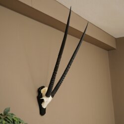 Oryx (Oryx gazella) Horn length 89 cm Antelope Oryx Africa Skull trophy Trophy plaque 88.3.114