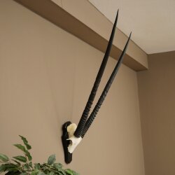 Oryx (Oryx gazella) Horn length 89 cm Antelope Oryx Africa Skull trophy Trophy plaque 88.3.114