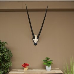 Oryx (Oryx gazella) Horn length 89 cm Antelope Oryx Africa Skull trophy Trophy plaque 88.3.114