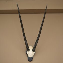 Oryx (Oryx gazella) Horn length 89 cm Antelope Oryx Africa Skull trophy Trophy plaque 88.3.114