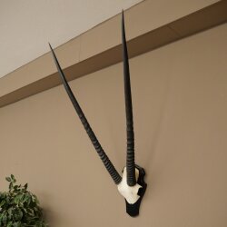 Oryx (Oryx gazella) Horn length 89 cm Antelope Oryx Africa Skull trophy Trophy plaque 88.3.114