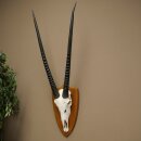 Oryx (Oryx gazella) Horn length 87 cm Antelope Oryx Africa Skull trophy Trophy shield 88.3.115