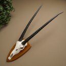 Oryx (Oryx gazella) Horn length 87 cm Antelope Oryx Africa Skull trophy Trophy shield 88.3.115