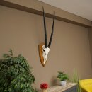 Oryx (Oryx gazella) Horn length 87 cm Antelope Oryx Africa Skull trophy Trophy shield 88.3.115