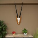 Oryx (Oryx gazella) Horn length 87 cm Antelope Oryx Africa Skull trophy Trophy shield 88.3.115