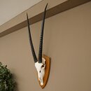 Oryx (Oryx gazella) Horn length 87 cm Antelope Oryx Africa Skull trophy Trophy shield 88.3.115