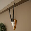 Oryx (Oryx gazella) Horn length 87 cm Antelope Oryx Africa Skull trophy Trophy shield 88.3.115