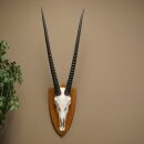 Oryx (Oryx gazella) Horn length 87 cm Antelope Oryx Africa Skull trophy Trophy shield 88.3.115