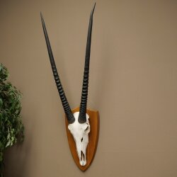 Oryx (Oryx gazella) Horn length 87 cm Antelope Oryx Africa Skull trophy Trophy shield 88.3.115