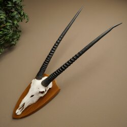 Oryx (Oryx gazella) Horn length 87 cm Antelope Oryx Africa Skull trophy Trophy shield 88.3.115