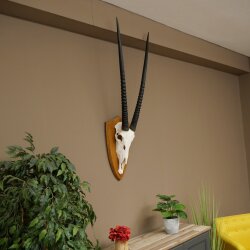 Oryx (Oryx gazella) Horn length 87 cm Antelope Oryx Africa Skull trophy Trophy shield 88.3.115
