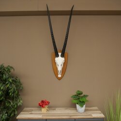 Oryx (Oryx gazella) Horn length 87 cm Antelope Oryx Africa Skull trophy Trophy shield 88.3.115