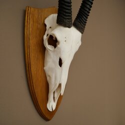 Oryx (Oryx gazella) Horn length 87 cm Antelope Oryx Africa Skull trophy Trophy shield 88.3.115