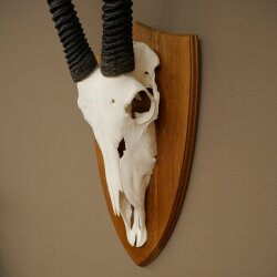 Oryx (Oryx gazella) Horn length 87 cm Antelope Oryx Africa Skull trophy Trophy shield 88.3.115